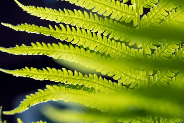 Green fern leaves in summer close up