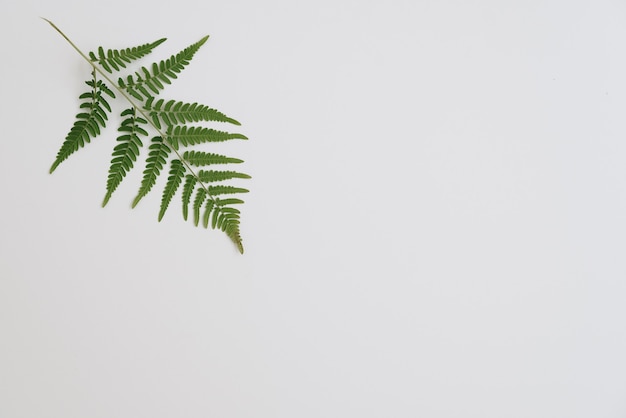 Green fern leaves on a white background 1