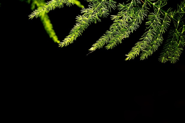 Green fern leaves with darkness background 