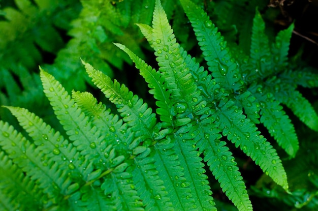 Green fern leaves with water drops closeup