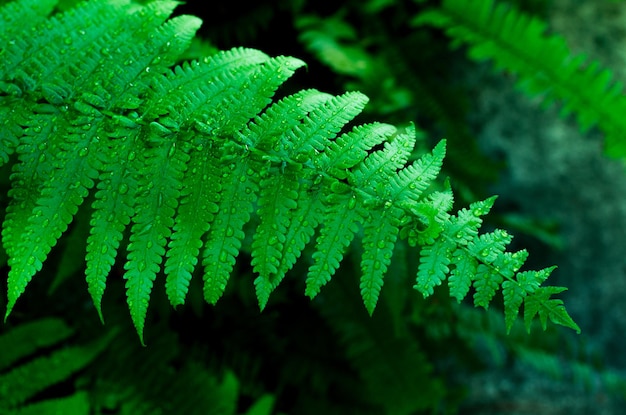 Green fern leaves with water drops closeup