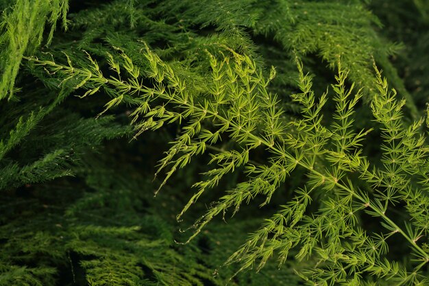 Green fern leaves.