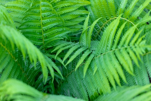 Green fern leaves