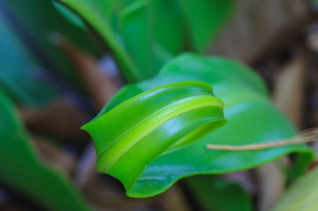 Green fern origin to in the nature