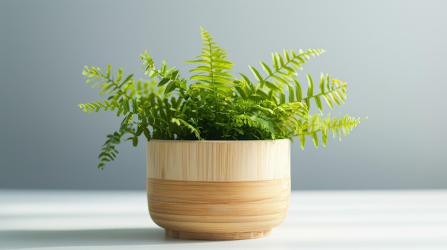 Green fern plant in a bamboo pot on a white table