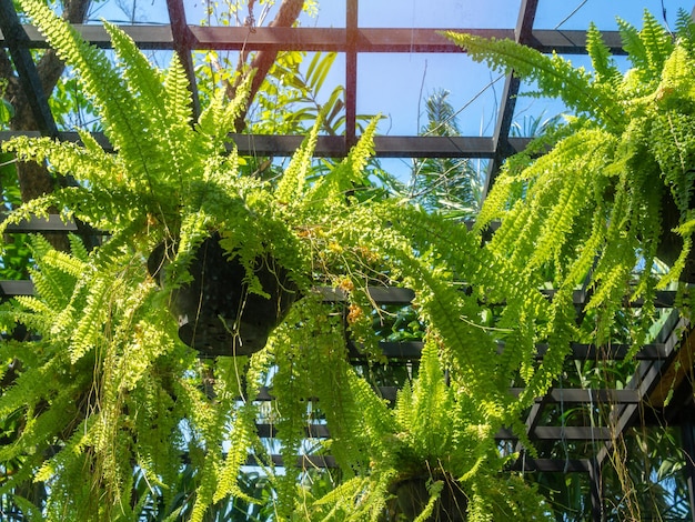 Green fern plant in black pot hanging in greenhouse