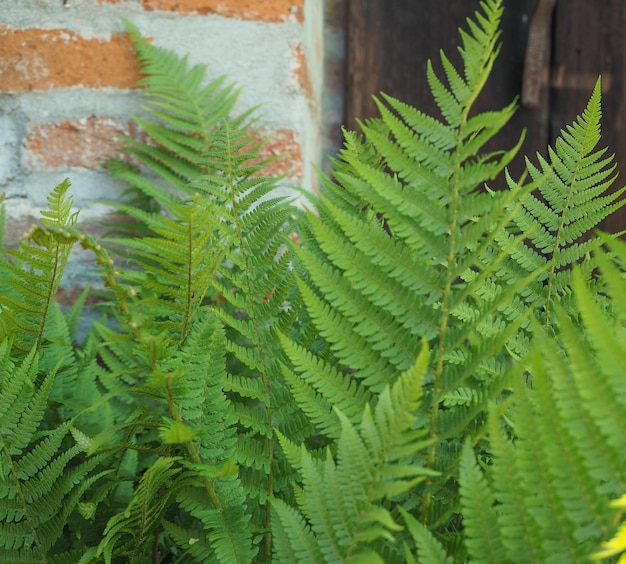 Green fern plant