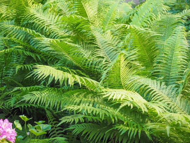 Green fern plant