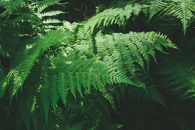 Green fern in a shady forest closeup