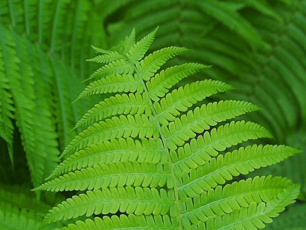 Green fern sheet close-up abstract background horizontal with blurred and selective focus and with free space for text