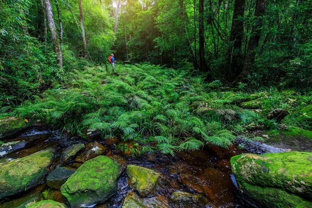 Зеленый папоротник в потоке в тропическом лесу.