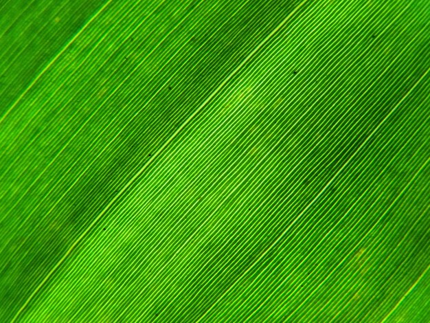 Photo green fern texture wild floral