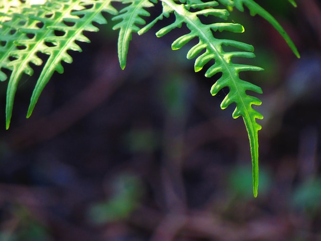 Green fern wild floral