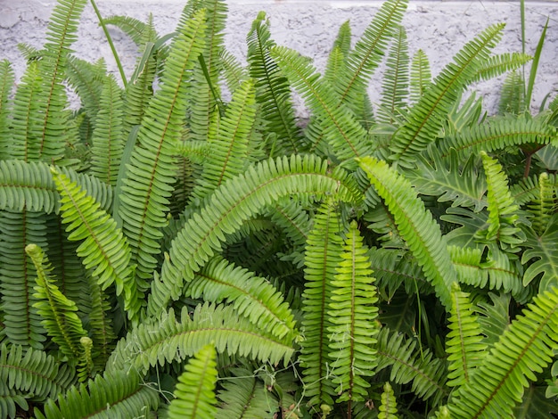 写真 庭の緑の草と緑のシダ。花畑のシダの植生