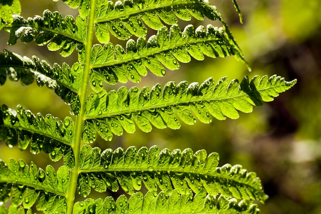 Green fern