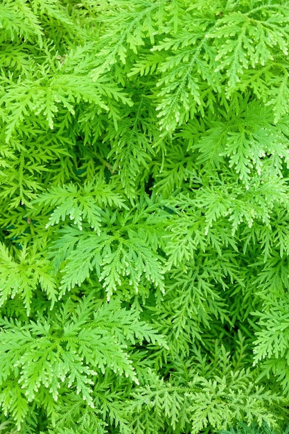 Green fern