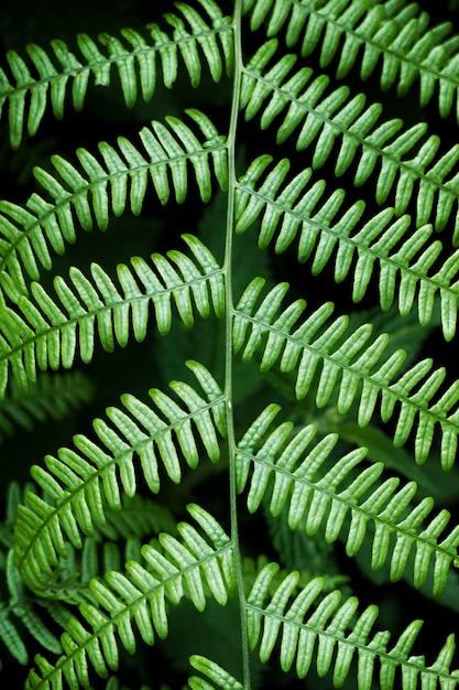 the green fern          