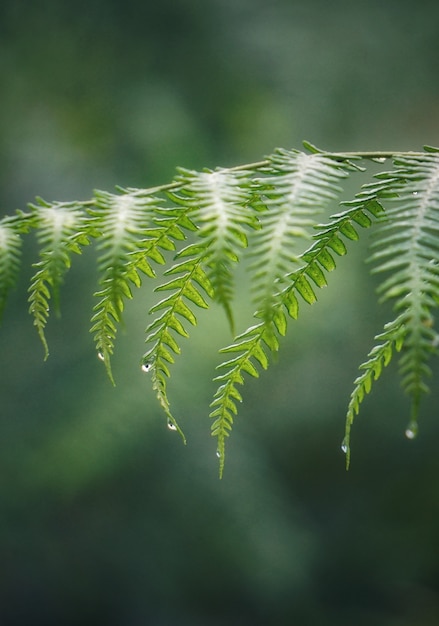 Photo the green fern