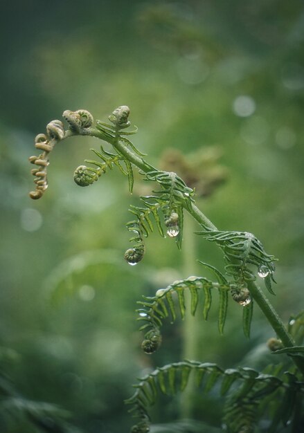 the green fern                