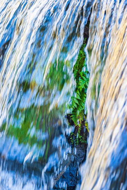 写真 の後ろの緑のフェルン