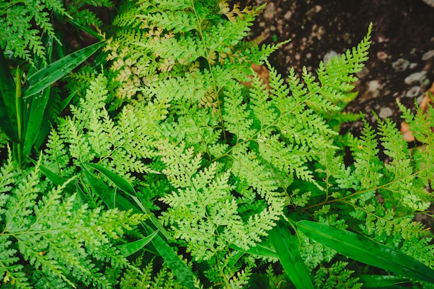 Photo green ferns leaves background.