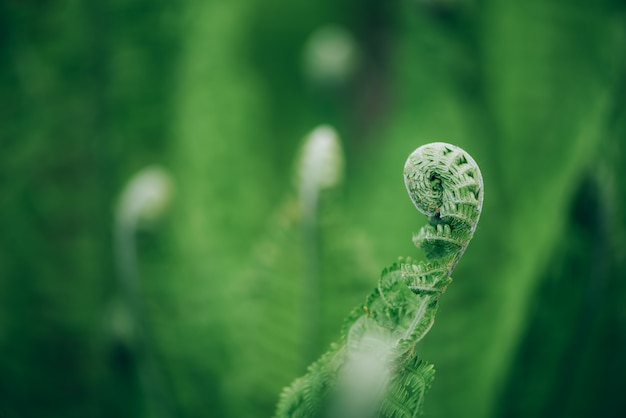 Green ferns leaves. Natural foliage Nature concept.