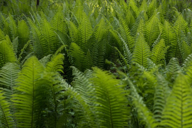 Green ferns plant