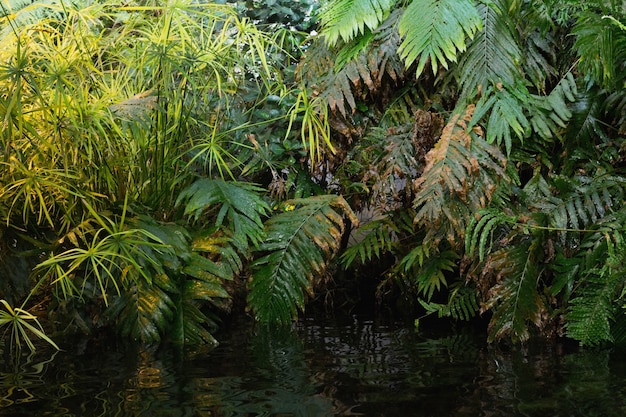 Green ferns in tropical forest