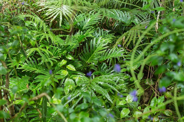 Green ferns in tropical forest