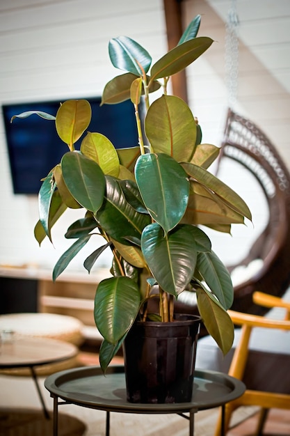 Green ficus in pot against the background of modern chaletstyle apartment Winter garden in house