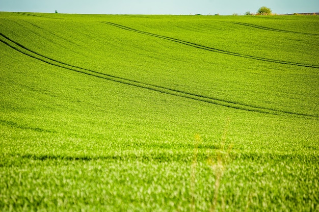 写真 夏の緑の畑農業小麦