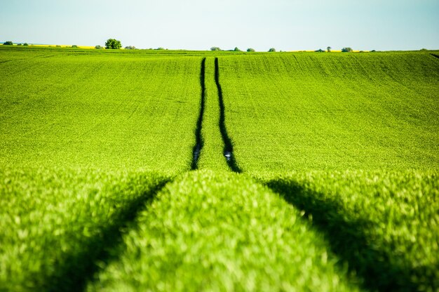 Green field agriculture wheat on summer