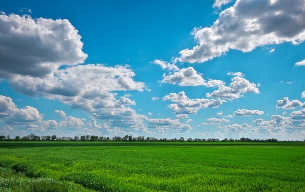 写真 緑の野原と明るい雲と美しい青い曇り空 農業風景 ワイド写真