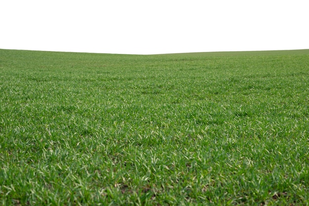 背景として緑のフィールド白い背景に分離された春の緑の草