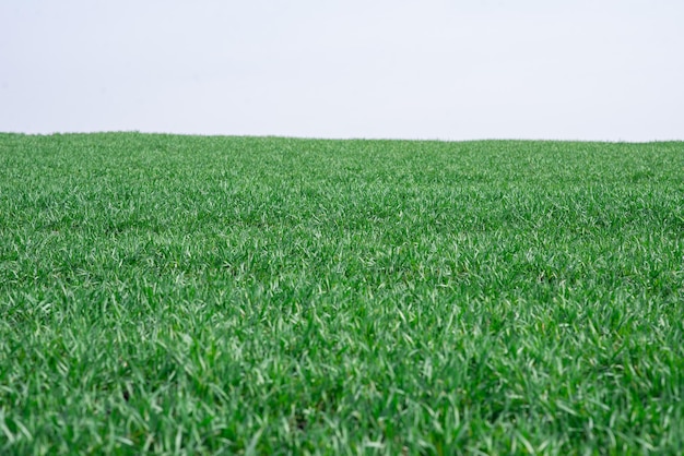 Campo verde come sfondo erba verde in primavera isolata su uno sfondo bianco