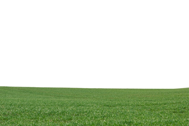 Photo green field as a background green grass in spring isolated on white background