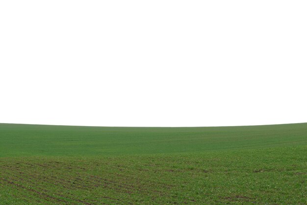 Green field as a background Green grass in spring isolated on a white background