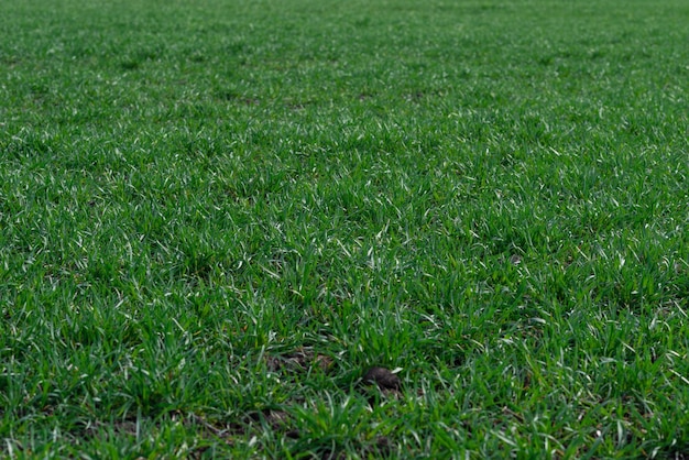 Green field as a background