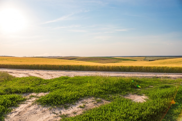 Green Field and Beautiful Sunset