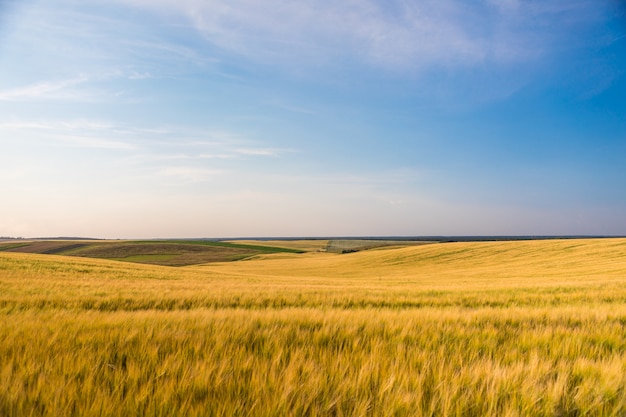 Зеленое поле и красивый закат