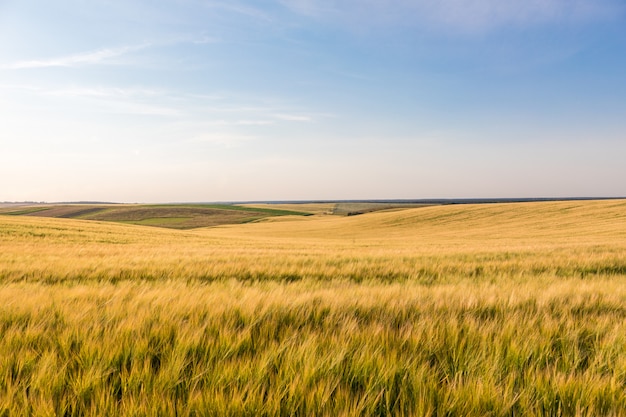 Green Field and Beautiful Sunset