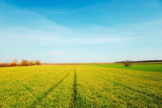 Green Field and Beautiful Sunset