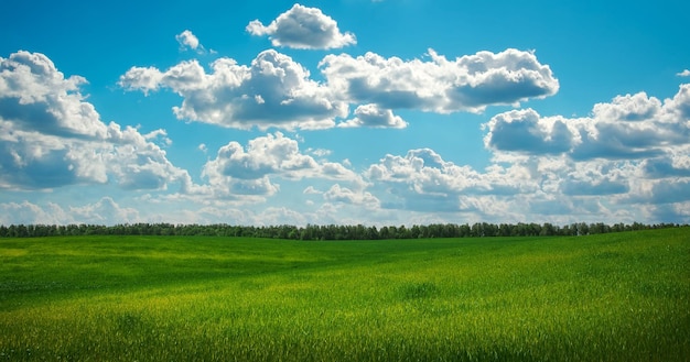 Campo verde e cielo blu bellissimo campo verde con cielo blu