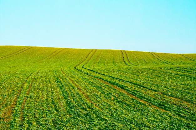 Green field and blue sky beautiful meadow as nature and environmental background