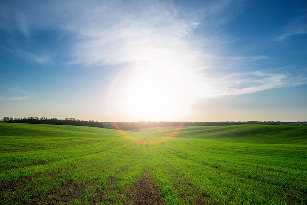 Green field, blue sky and sun.