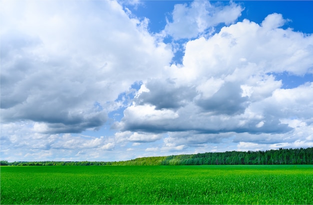 緑の野原と美しい雲と青い空。