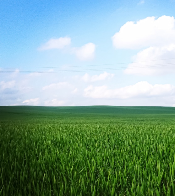 Green field and blue sky with clouds beautiful meadow as nature and environmental background