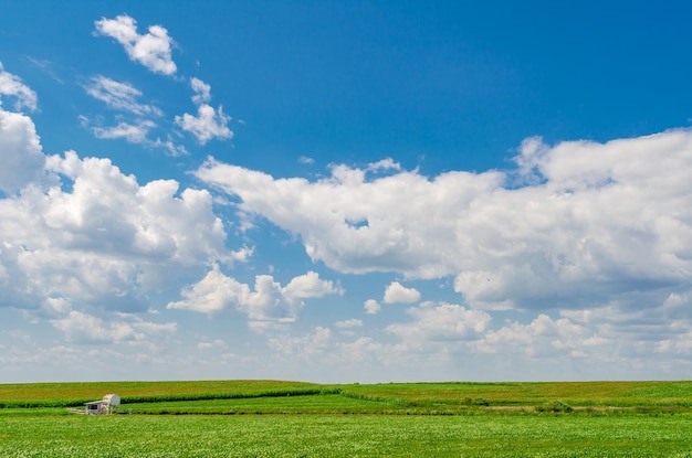 Green field under blue sky with white clouds