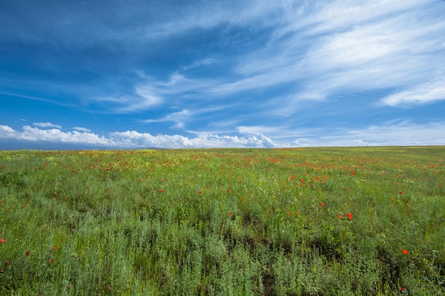 green field and blue sky with white clouds