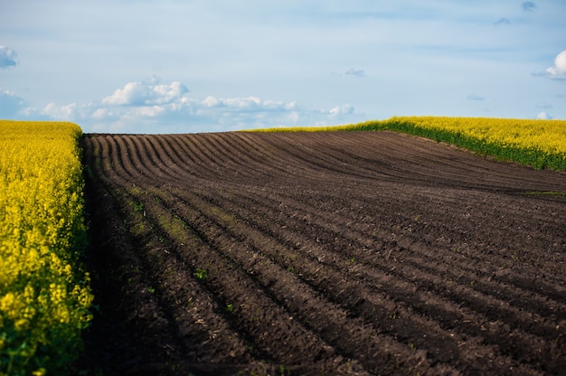 Green field and blue sky